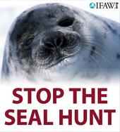 IFAW's Stop the Seal Hunt Campaign profile picture