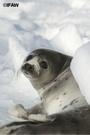 IFAW's Stop the Seal Hunt Campaign profile picture