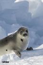 IFAW's Stop the Seal Hunt Campaign profile picture