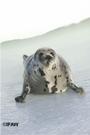 IFAW's Stop the Seal Hunt Campaign profile picture