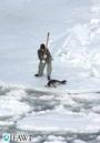 IFAW's Stop the Seal Hunt Campaign profile picture