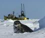 IFAW's Stop the Seal Hunt Campaign profile picture