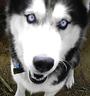 Siberian Husky profile picture