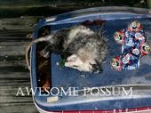 Awesome Possum profile picture