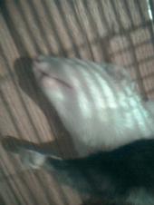 Ferret Face And Ice Cream profile picture