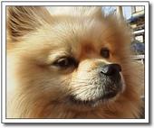 Pomeranian profile picture