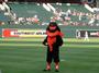 Oriole Bird profile picture