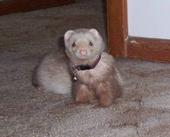 Gomez....the Ferret (RIP) profile picture