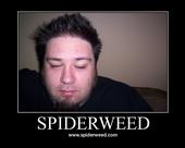 spiderweed