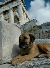 Stray Dogs of Greece profile picture