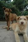 Stray Dogs of Greece profile picture