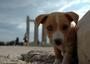 Stray Dogs of Greece profile picture