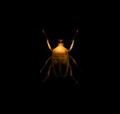 Insect Dream profile picture