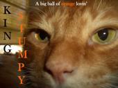 Mr. Stumpy James - Hampton Beach's Finest Feli profile picture