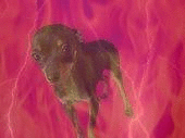 Pixie profile picture