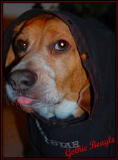 Gothic Beagle profile picture