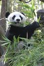 Panda profile picture