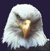 Rainbow Heart Freedom Eagle profile picture