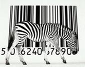 Zebra profile picture