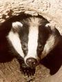 BADGER MUSIC profile picture