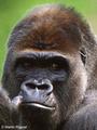 VANILLA GORILLA profile picture