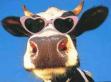 BERTHA THE COW profile picture