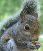 squirrels_tree