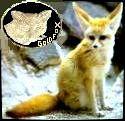 Los Gold Fox profile picture