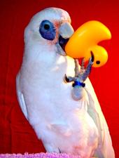 zoethecockatoo