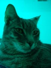 ReefCat profile picture