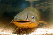 Catfish Booking profile picture