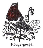 Rouge Gorge profile picture