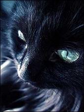 Black cat profile picture