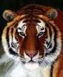 Go Tigers Beat USC =o)~ profile picture