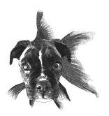 Shannon Richardson & the Fishdogs profile picture