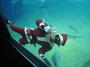 Santa Diver profile picture