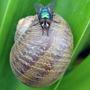 fly on snail profile picture