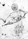 Hieronymus Bosch profile picture