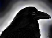 Raven Black Wing profile picture