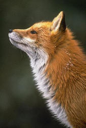 ♠ Spunky The Fox ♠ profile picture