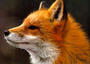 ♠ Spunky The Fox ♠ profile picture