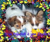 Association D un Papillon Ã  une Etoile profile picture