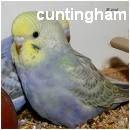 cuntingham profile picture