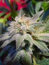 marijuanagrowing