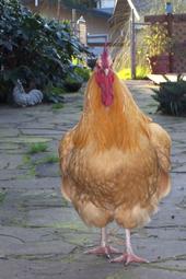 The Rooster profile picture