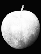 Apple Blanche profile picture