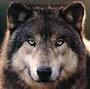 Onyx Wolf profile picture