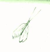 greenlacewing