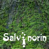 Salvinorin profile picture