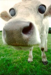 cow_funk profile picture